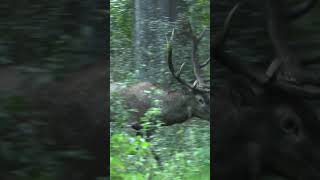 Freut euch auf Jurassic Jelena V. Ab dem ersten Weihnachtstag nur auf Hunt on Demand.