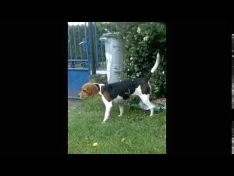 Jaromír Nohavica - Můj pes.... pre Ajdu