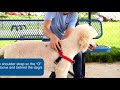 Видео о товаре Easy Walk, шлейка корректирующая, с поводком / PetSafe (США) 