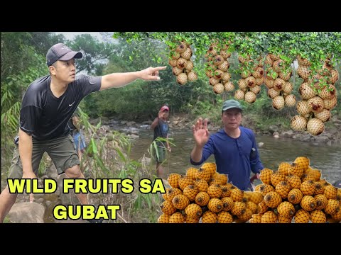 Wild fruits sumalubong sa amin sa malinis na ilog Bunga ng uway or ratan 
