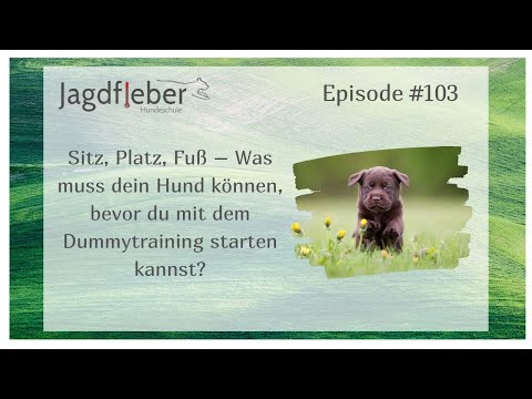 P103: Sitz, Platz, Fuß – Was muss dein Hund können, bevor du mit dem Dummytraining starten kannst?
