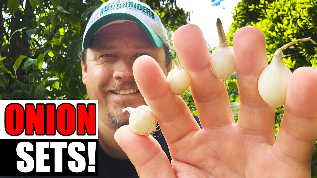 Planting Onion Sets - A Complete Guide