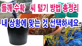 들깨수확 씨털기 방법 총정리. 내 상황에 맞는 것 선택하세요(들깨재배, 들깨 수확시기, 들깨 수확 방법, 들…