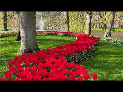 Keukenhof Gardens, April 21, 2022