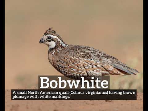 How to Say Bobwhite in English? | How Does Bobwhite Look? | What is Bobwhite?