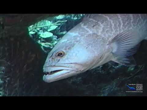 SeaScope 04 Q&A Cleaning Station