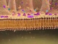 Cellular Biology INTESTINAL ABSORPTION Membrane Transport