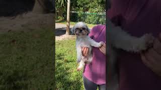 Video preview image #1 Shih Tzu Puppy For Sale in Weston, FL, USA