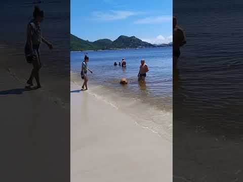 Cachorro brincando na praia do Rio de Janeiro