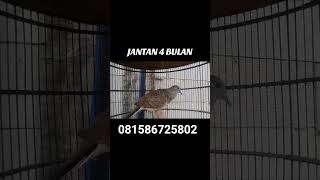 Download lagu SUARA PIYIK PERKUTUT BANGKOK USIA 4 BULAN PRODUK SILWAK BIRD FARM#perkututbangkok #perkutut mp3