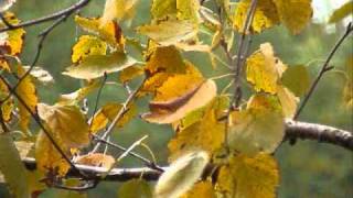 MB - Woody Green