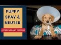 Puppy Spay and Neuter Aftercare and Exercise