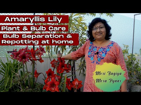 Amaryllis Lily | Plant Care | Bulb Separation, Repotting & Care | Meri Bagiya Mera Pyaar