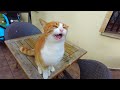 Orange Cat Meowing Cutely On The Table
