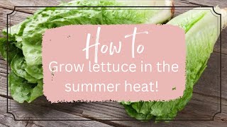 How to Grow Lettuce and Salad Greens In the Heat Of Summer | EverCrest