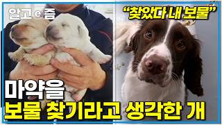 범인을 잡으면 행복한 개들 초보 트레이너 설채현 선생님 핸들러 도전기 ｜세상에 나쁜 개는 없다｜알고e즘