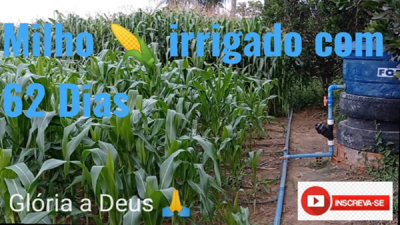 MILHO IRRIGADO 🌽🌱🌿, veja como estão depois de 62 dias.