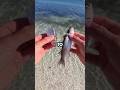 Live VS Cut Bait Fishingvideo Saltwaterfix Fishing Fishingtechniques
