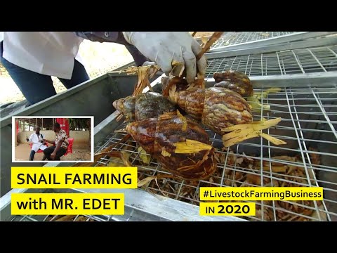 , title : 'SNAIL FARMING BUSINESS: Start With 100 Snails, Earn Millions in 2 Years (Interview With Mr. Edet)'