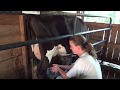 Steps To Milking A Cow By Hand