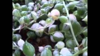 "May Be This Time"  Tony Bennett