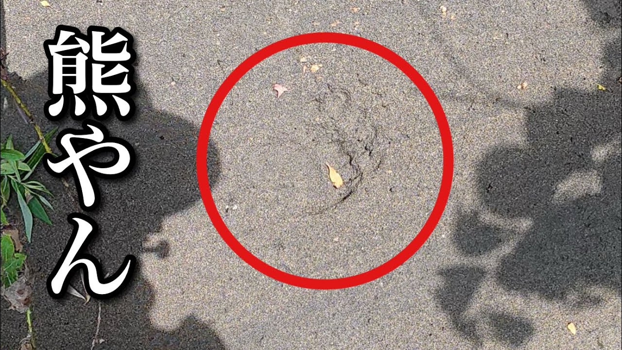 【真夏の渓流】熊も魚影も濃い渓流釣り【青森県】