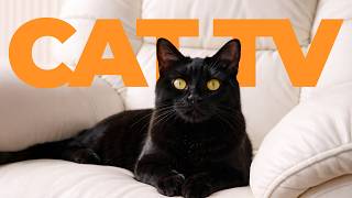 Cat TV 🐱 Exciting Videos for Cats 🎶 Birds, Wildlife & Calming Music for Relaxation
