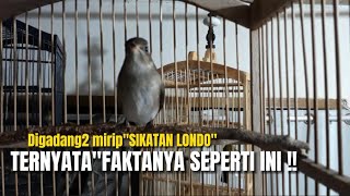 Download lagu KUPAS TUNTAS‼️BURUNG YANG KATANYA MIRIP SIKATAN LONDO FAKTANYA MENGEJUTKAN‼️@KangarifPantau mp3