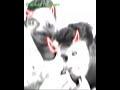 Nanu Neelo Chusukonu Adhamla Chusukunta Friends Forever