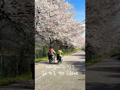 [2026 상주시 sns 서포터즈] 상주의 봄, 그리고 자전거 여행