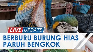 Berburu Burung Hias Paruh Bengkok Harga Selangit di Pasar Burung Barito, Ini yang Membuatnya Spesial