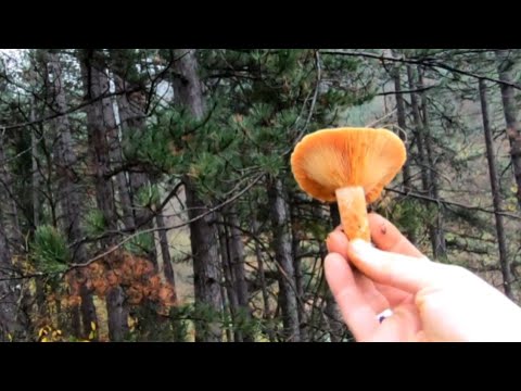 KRALJICA BOROVIH ŠUMA, RUJNICA, LACTARIUS DELICIOSUS. The Queen of Pine Forests