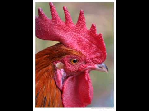 O Pintinho Piu (eo Pintinho piu)