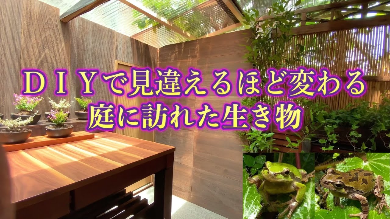 【DIYで見違える作業場所に】庭に訪れる生き物アマガエル