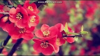 *Flowers* - Zaytoven x Young Thug Type Beat