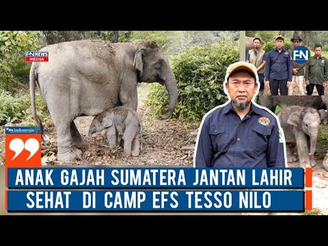 Anak Gajah Sumatera Jantan Lahir Sehat di Camp EFS Tesso Nilo
