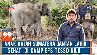 Anak Gajah Sumatera Jantan Lahir Sehat di Camp EFS Tesso Nilo