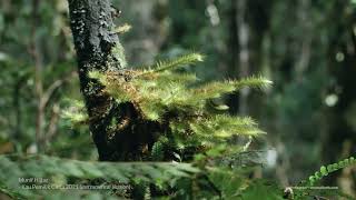 Download lagu Munif Hijjaz - Kau Pemilik Cinta 2021 (Instrumen Version) mp3 Download lagu Munif Hijjaz - Kau Pemilik Cinta 2021 (Instrumen Version) mp3