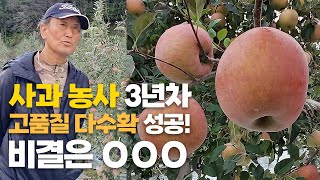 사과 농사 3년차에 고품질 사과 다수확! 비결은 OOO 이것!