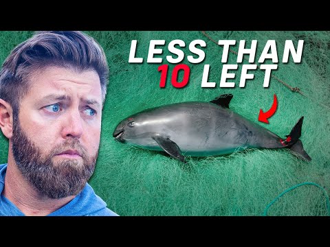6 Animals That Are About To Go Extinct