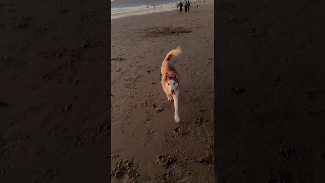 Enlarge Mabel , a ADOPTABLE Siberian Husky in Marina Del Rey, CA video 5/5