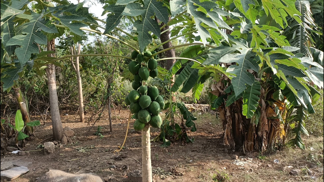 Papaya tree with papaya || world photos and videos by pjss