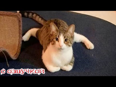 Приколы с котами - С ОЗВУЧКОЙ - Самые Смешные Животные! Смешное видео с котами!