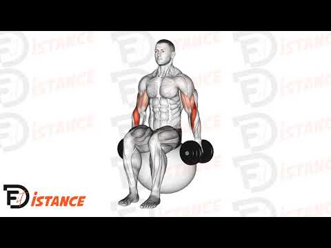 Curl marteau assis aux haltères sur ballon (Swiss Ball) - Exercice Curl marteau assis aux haltères sur ballon (Swiss Ball) en vidéo