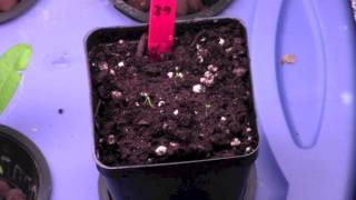 preview picture of video 'Pruning Peppers - Black Radish & Goji -  Chili sin carne'