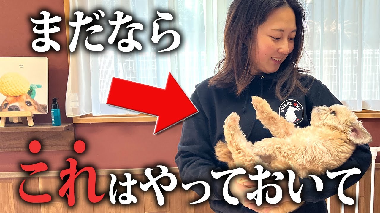 【必須】犬との信頼関係は“抱っこ練習”で決まる！