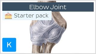 Elbow Joint: Bones, Muscles & Movement