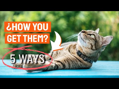 🐱🦟5 Ways CATS Get FLEAS and TICKS