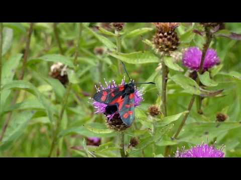 Panasonic Lumix DMC TZ7 Test Video