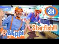 Blippi Meets A Real Life Star Fish At The San Diego Zoo More Best Friend Adventures